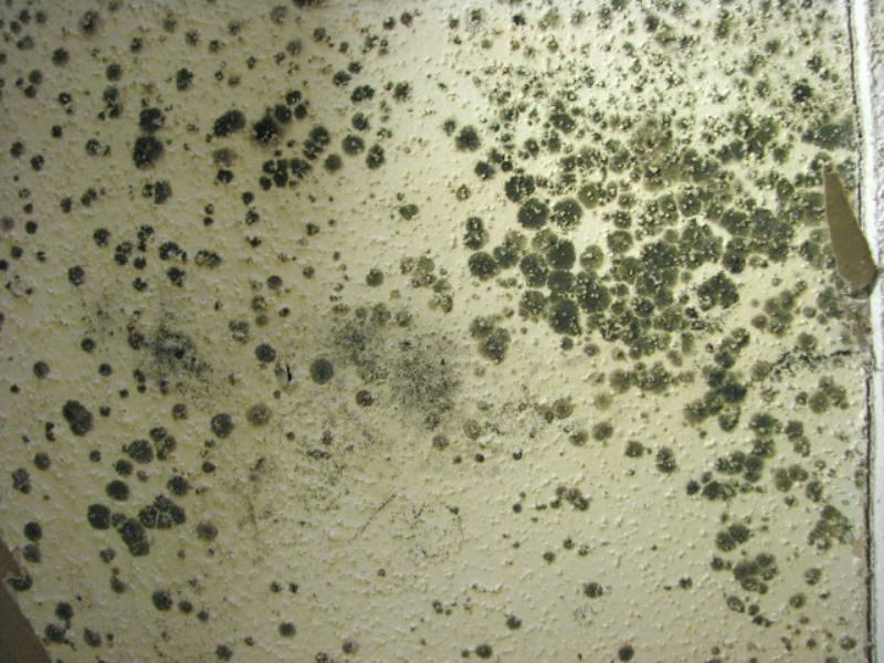 mold and mildew smell removal